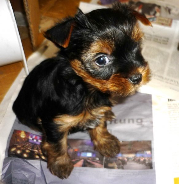 Images ged 16 03 10 Einstein Annie Hundezucht Glanz Weil Erfolg Kein Zufall Ist Hundezucht Glanz Weil Erfolg Kein Zufall Ist